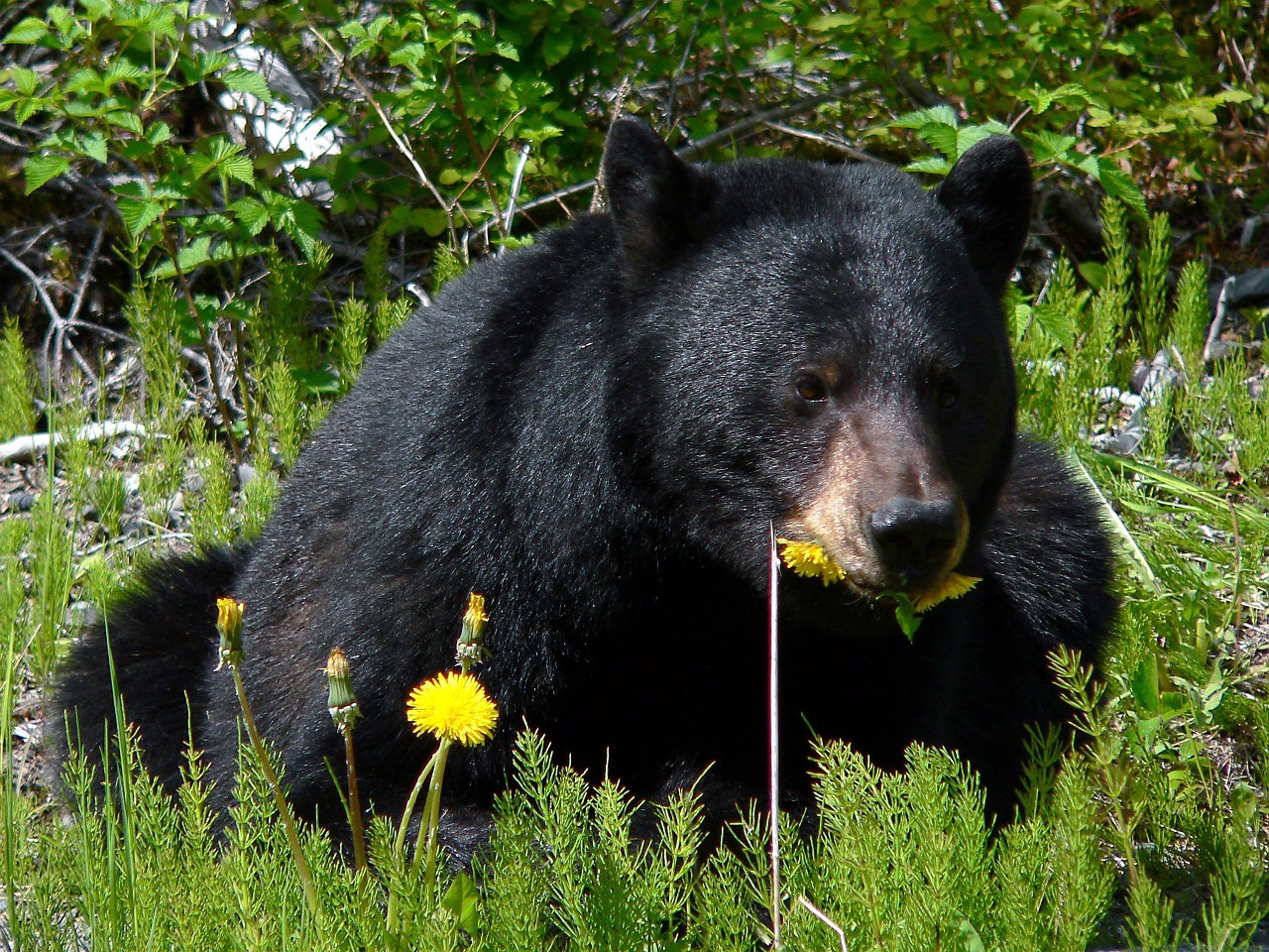 Resultado de imagem para american black bear eating