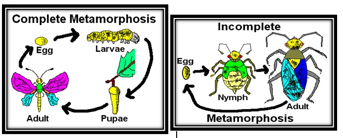 Incomplete or Complete Metamorphosis Lesson For Kids