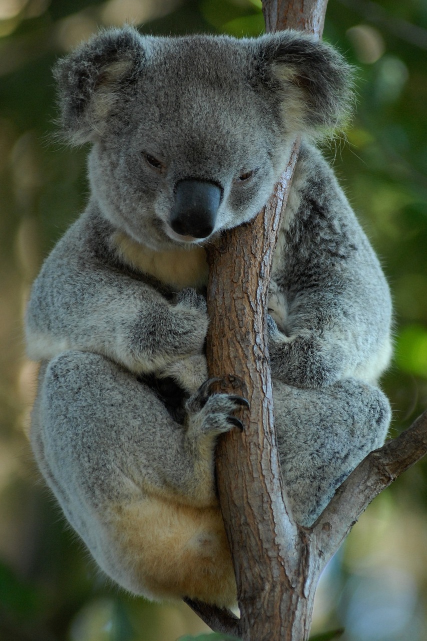 Do koalas eat bamboo?