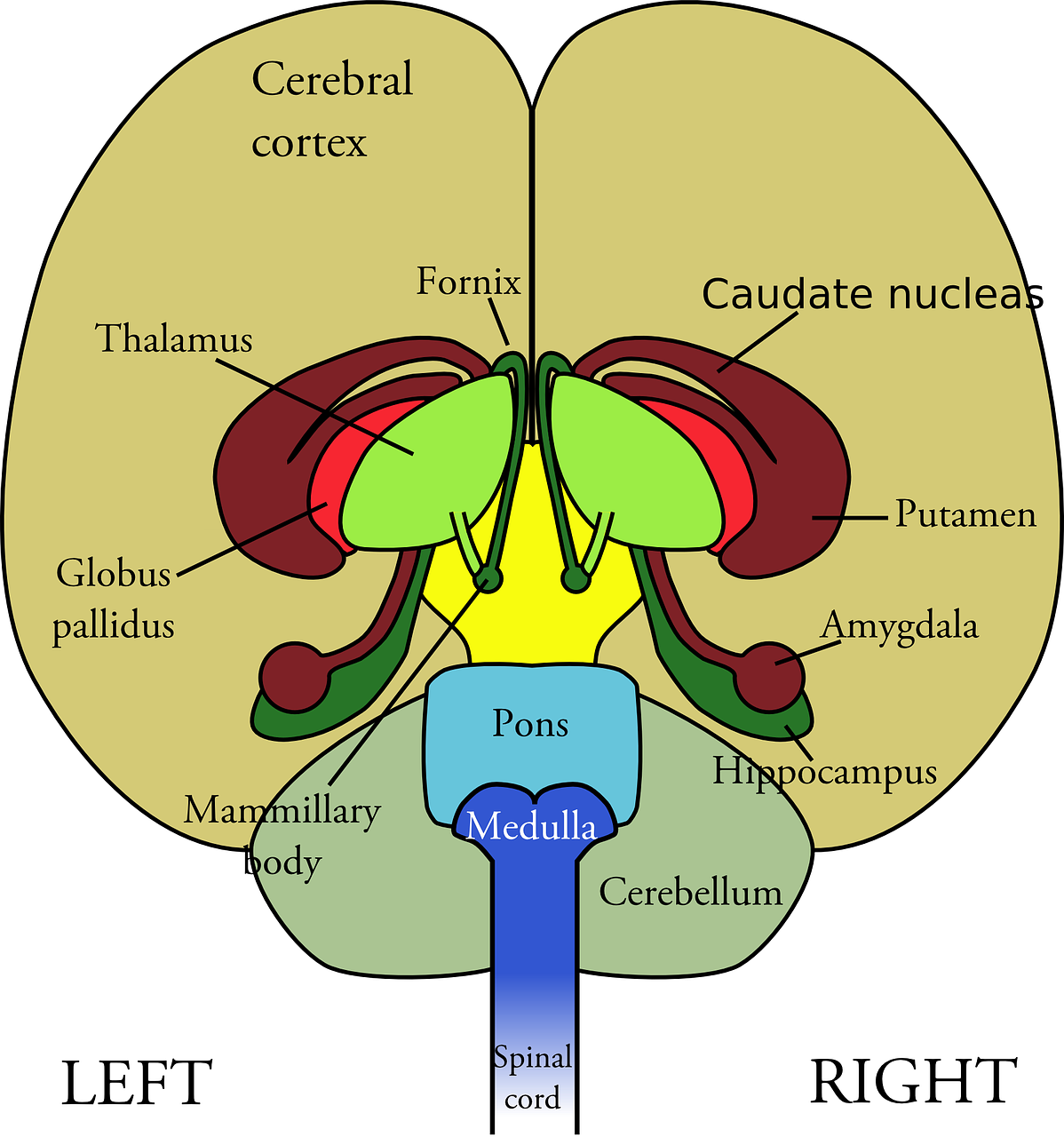 The Nerves And The Nervous System | Science Hub 4 Kids