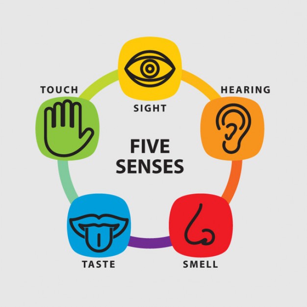 The 5 Senses