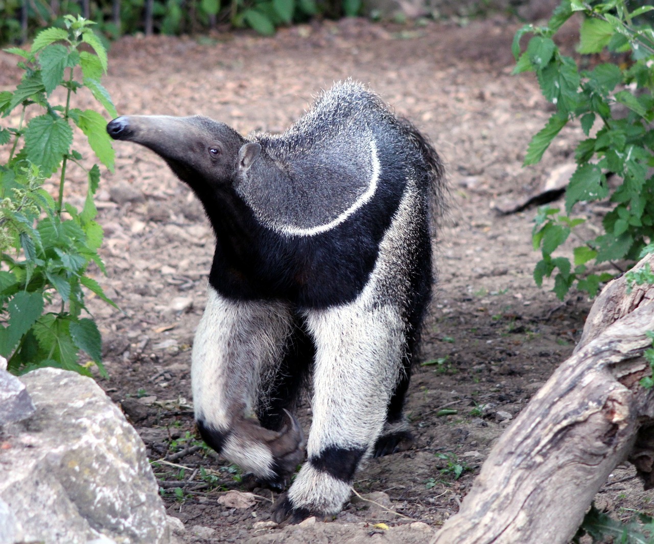 Anteaters, spiny anteater, insect eaters