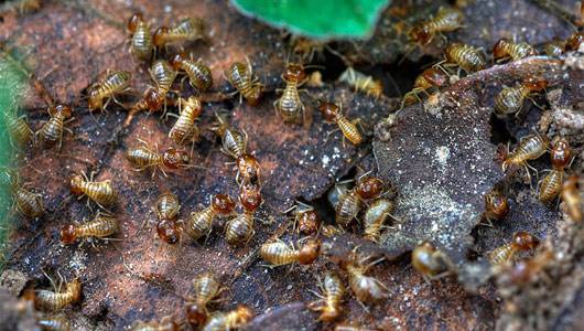 Flying ants, Ants and Termites Lesson For kids