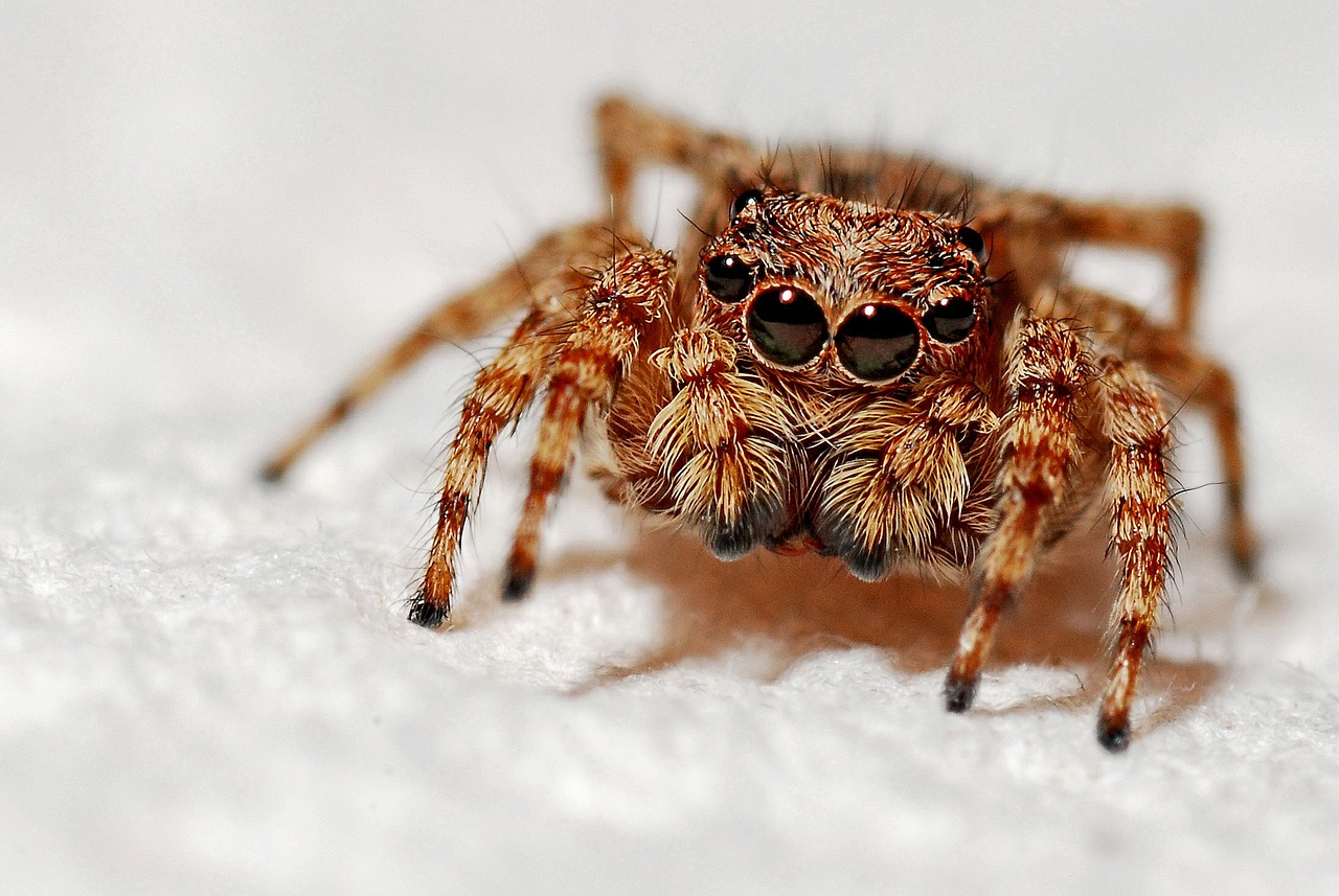 Arachnids, Spiders For Kids, interesting facts about spiders