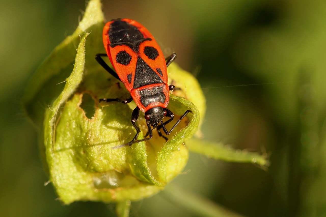 Beetles and Bugs, Learn About The Carpet Beetle