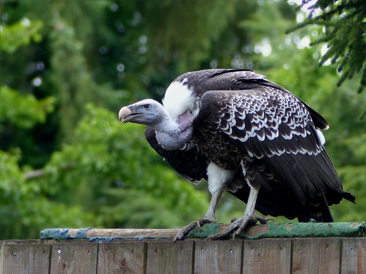 Birds of prey,birds