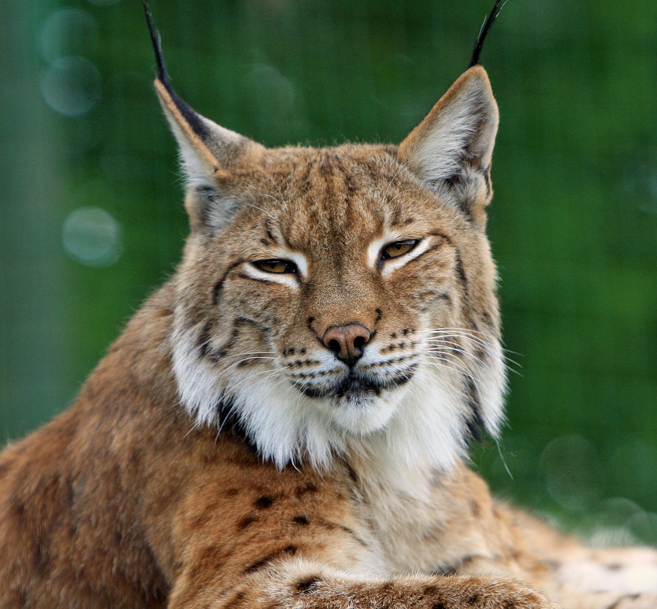 BobCat, bobcat kittens, cat family