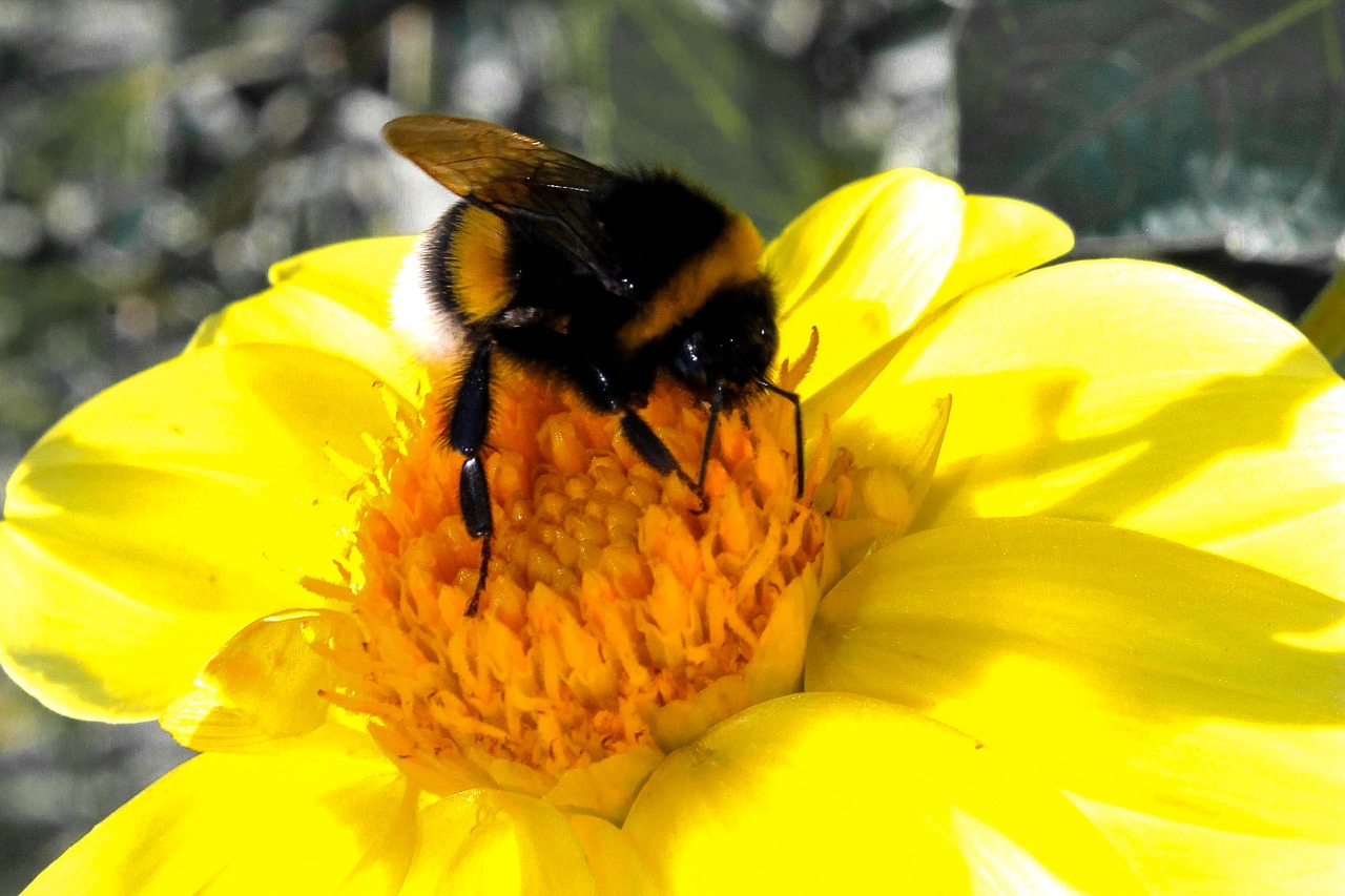 Bumble Bee Insect, Anatomy and Bee Colonies