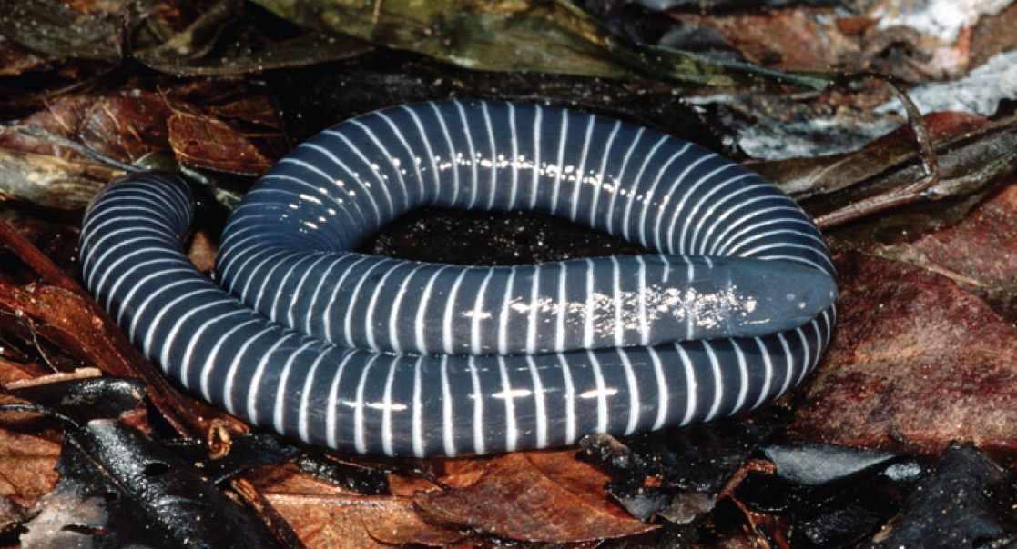 Caecilian, reptiles and amphibians, caecilian amphibian