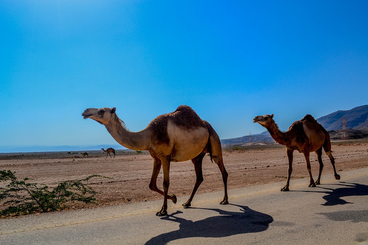 Camel, where do camels live,hoofed mammals