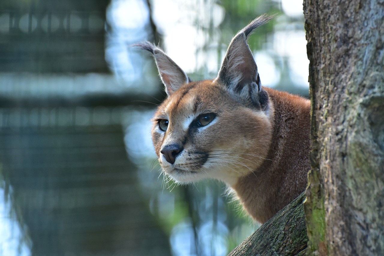 Caracal,cat family, caracal kittens