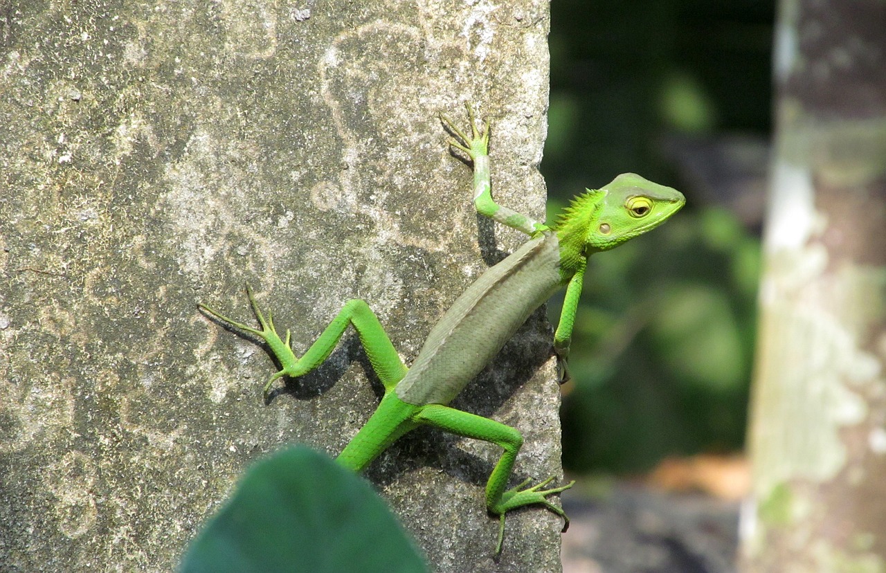 Chameleon,reptiles and amphibians, chameleon changing color