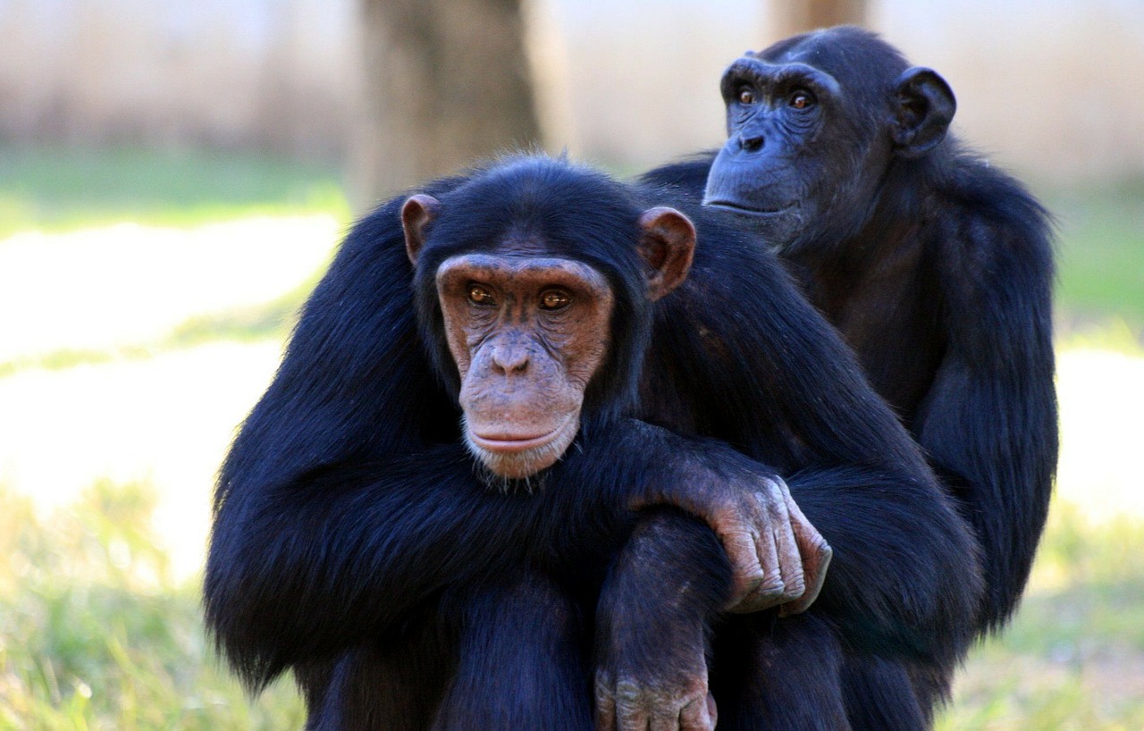 Chimpanzees, Ape family, chimpanzee movie