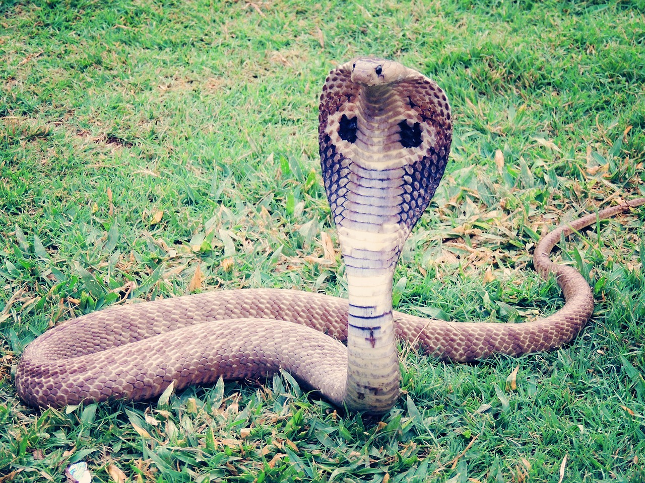 King Cobra,reptiles and amphibians