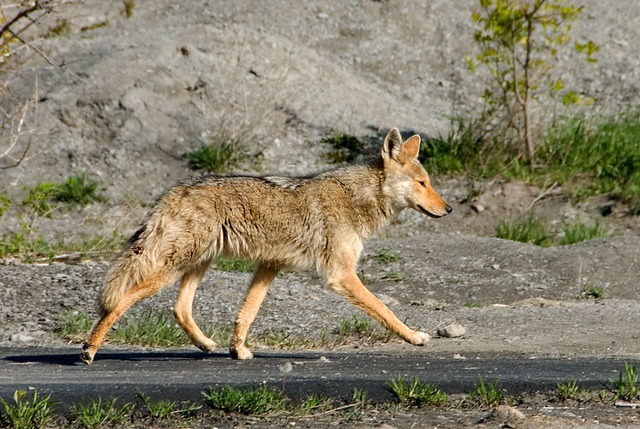 what does a coyote look like, dog family