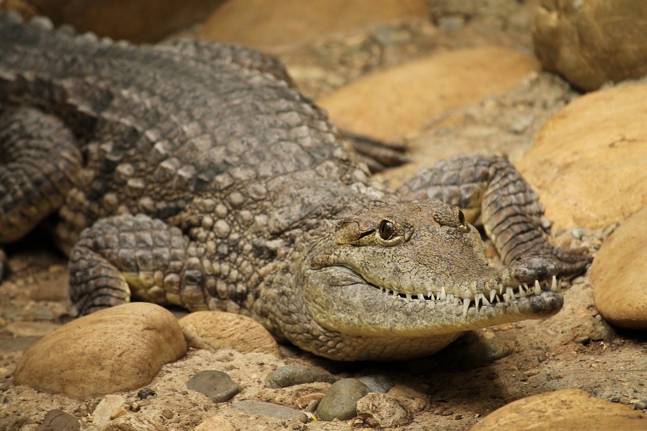 Crocodile,reptiles and amphibians, what do crocodiles eat