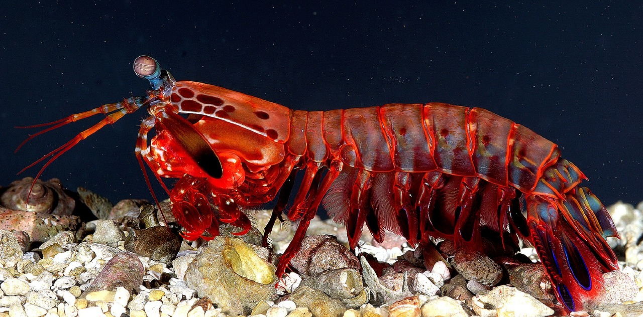 What is a Crustaceans,Under sea animal