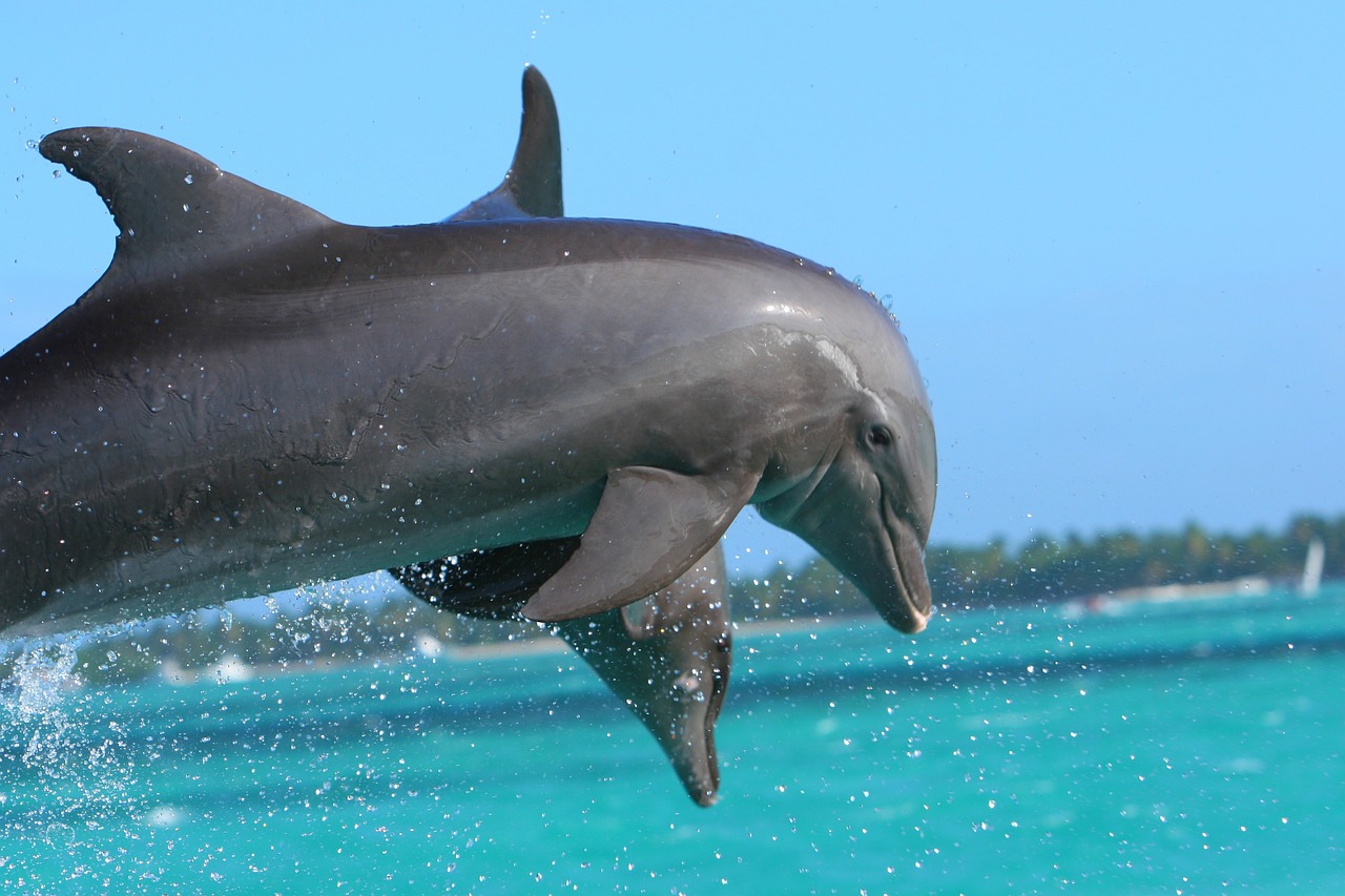 Are Dolphines mammals,water mammals