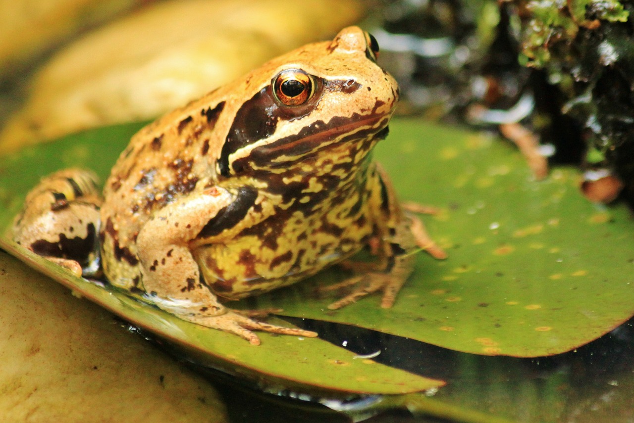 What do frogs eat, Frogs and Toads, reptiles and amphibians