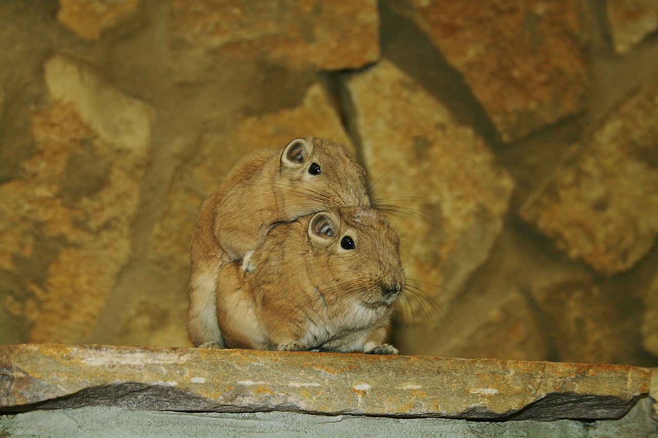 Types of rodents, Gerbil, rodents