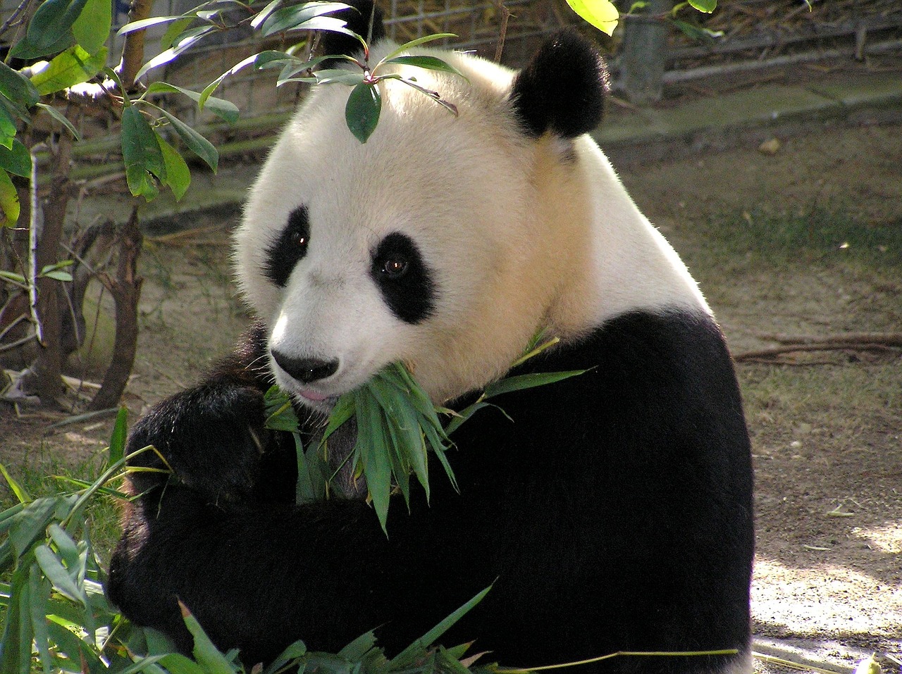 Giant Pandas, why are giant pandas endangered bear family