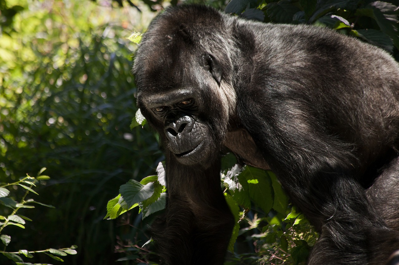 where do gorillas live,Gorilla, Ape family