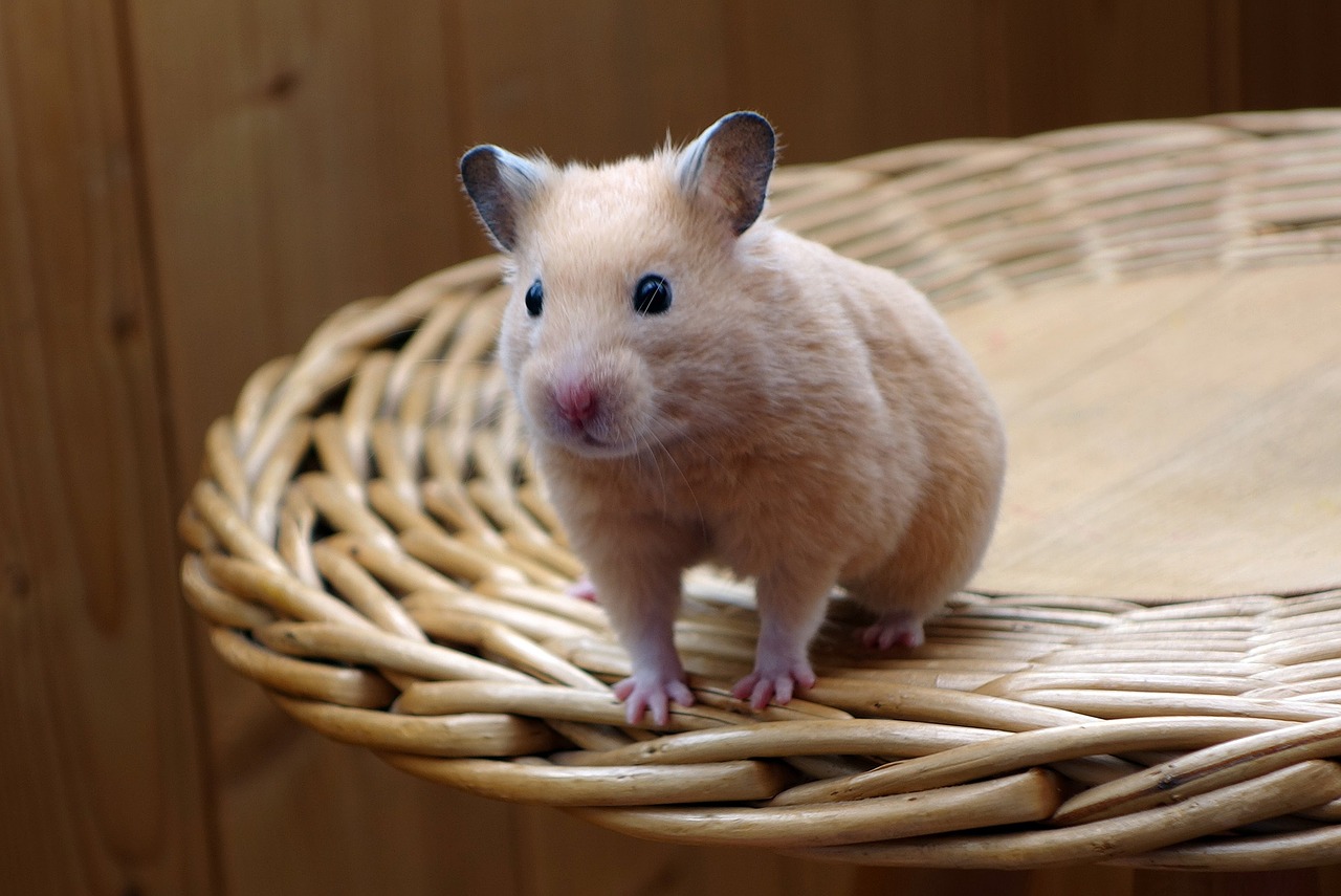 Dwarf Hamster,rodents, baby hamster