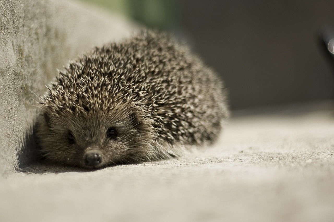 Hedgehog,insect eaters, what to feed hedgehogs