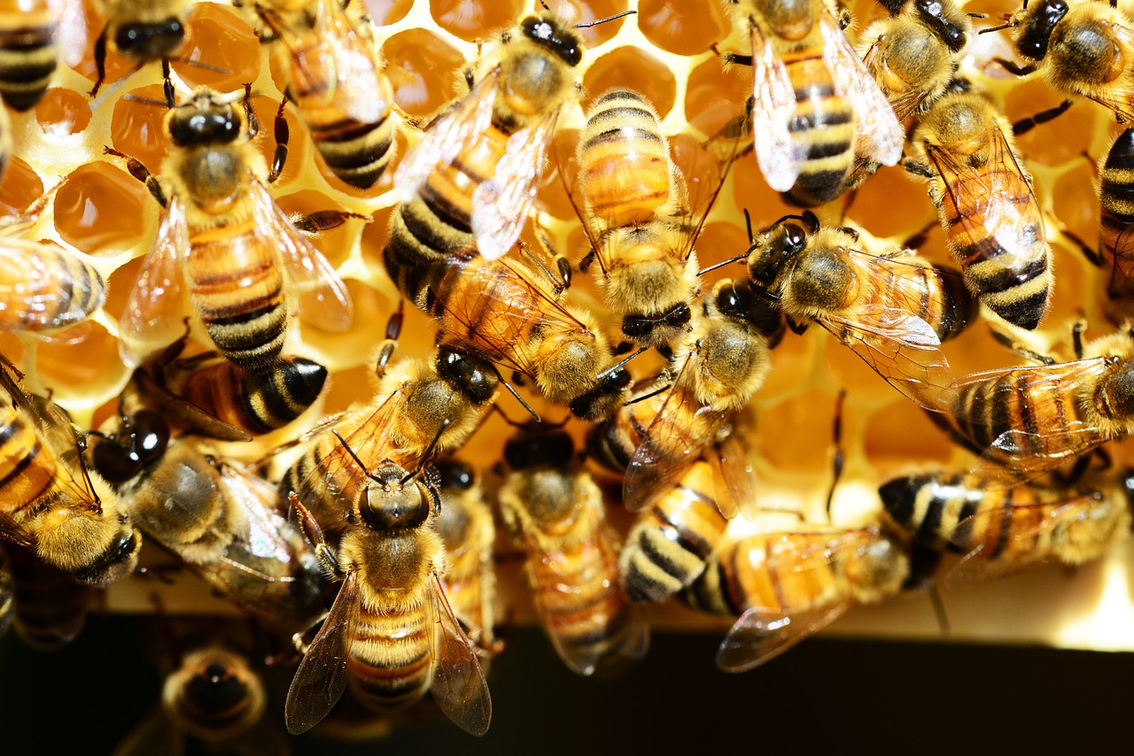 Do honey bees sting?, members of the insect family called Apis