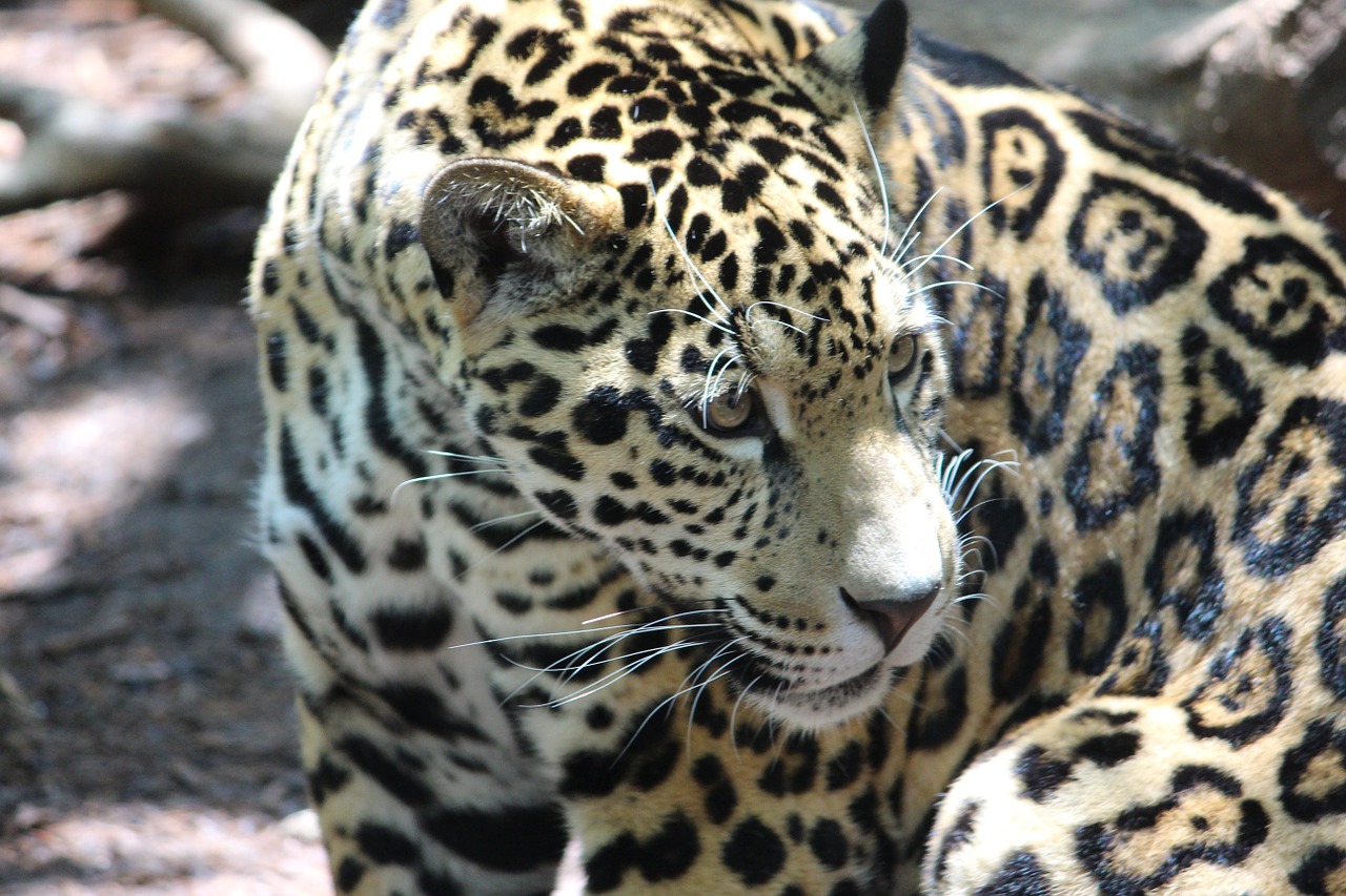 Jaguar, cat family