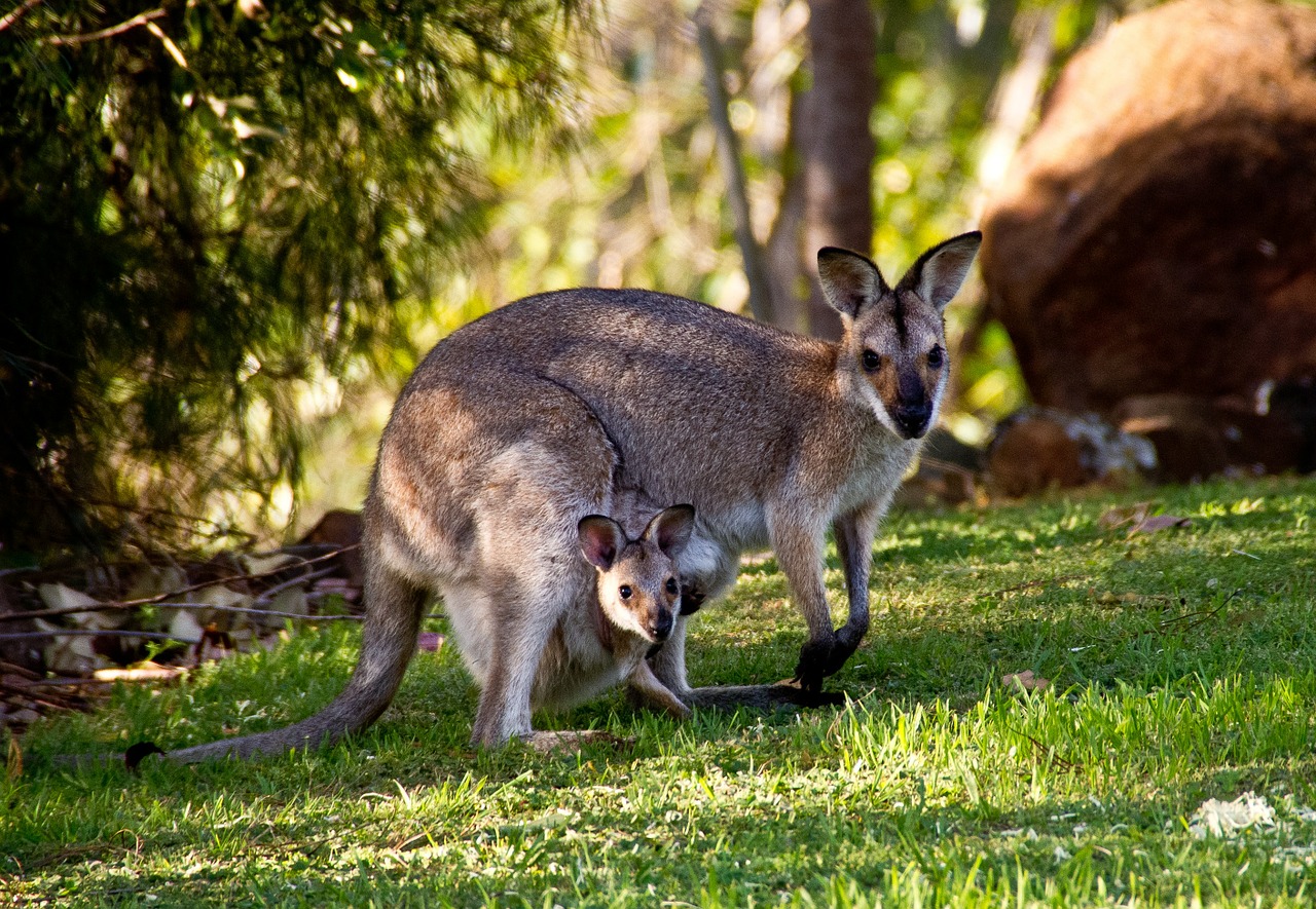 Kangaroo,marsupial rodents,kangaroo life cycle