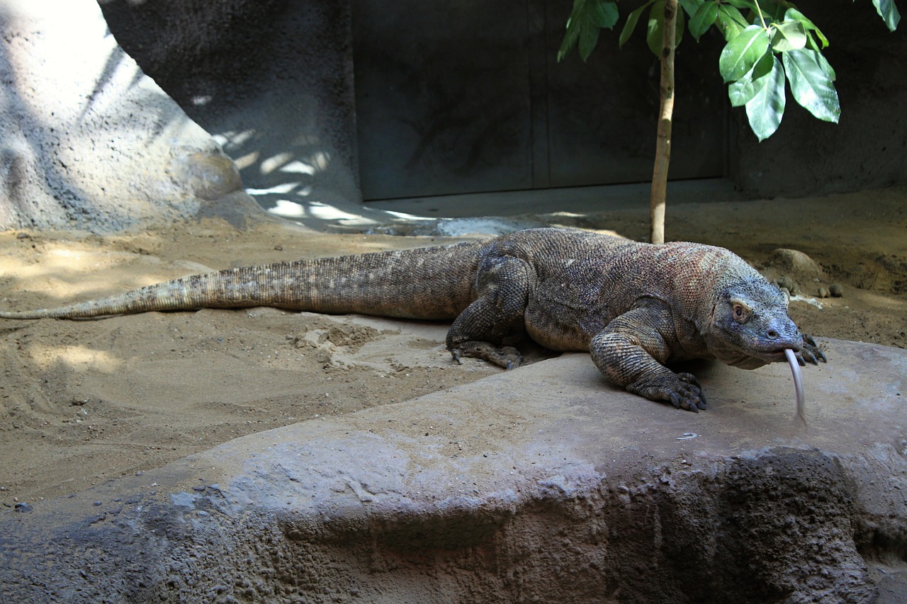 What is a komodo dragon, reptiles and amphibians, Komodo Gragon