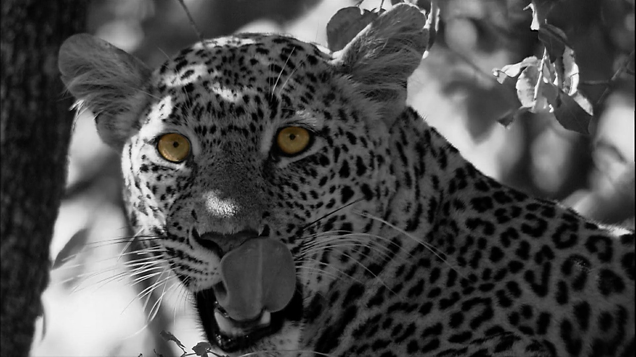 Leopard,Cat family, what do leopards eat