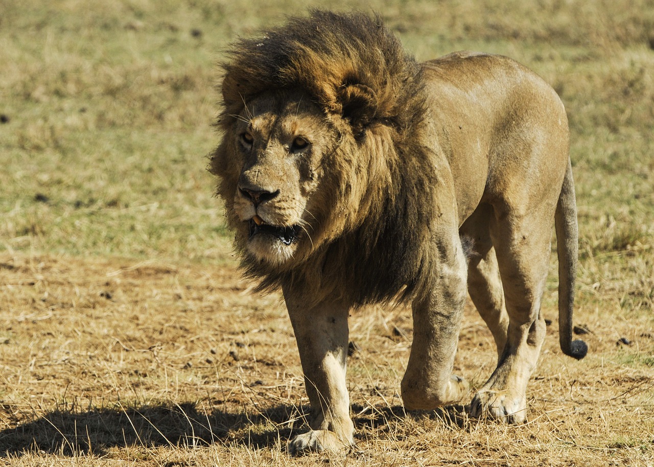 Lion,cat family,life cycle of a lion