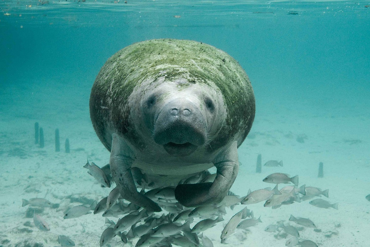 Are manatees endangered,water mammals