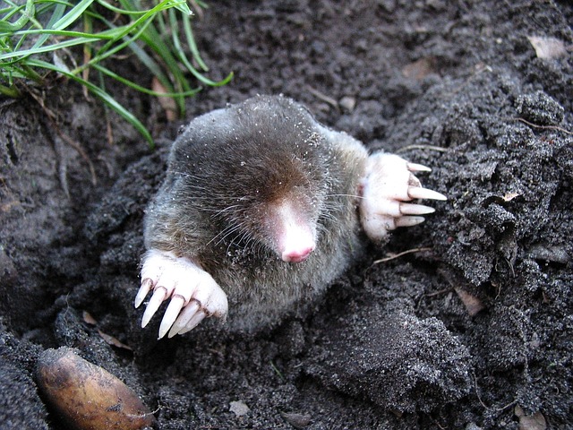 Scientific classification: Moles belong to the family Talpidae in the order Insectivora. The eastern mole is classified as Scalopus aquaticus, the western mole as Scapanus townsendii. What moles are? Moles are small mammals adapted to a subterranean lifestyle. They have cylindrical bodies, velvety fur, very small, inconspicuous ears, mole holes and eyes, reduced hindlimbs and short, powerful forelimbs with large paws adapted for digging. The term "mole" is especially and most properly used for "true moles" of the Talpidae family in the order Soricomorpha found in most parts of North America, Asia, and Europe although may refer to other completely unrelated mammals of Australia and southern Africa which have also evolved the mole body plan; it is not commonly used for some talpids, such as desmans andshrew-moles, which do not quite fit the common definition of "mole". How destructive can moles be? Moles cause little damage to the environment at large. Plus, they naturally aerate soils and eliminate the larvae of destructive insects. They only become a problem when they invade lawns and gardens, tearing up expanses of green grass and uprooting plants. Because mole tunneling destroys grass roots, the ridges brown quickly. The most effective way to get rid of moles is to kill them with a trap, mole holes. Learn how to get rid of moles in your yard before they do extensive damage. What do moles feed on? A mole's diet primarily consists of earthworms and other small invertebrates found in the soil, and a variety of nuts. The mole runs are in reality 'worm traps', the mole sensing when a worm falls into the tunnel and quickly running along to kill and eat it. Because their saliva contains a toxinthat can paralyze earthworms, moles are able to store their still-living prey for later consumption. They construct special underground "larders" and mole holes for just this purpose; researchers have discovered such larders with over a thousand earthworms in them. Before eating earthworms, moles pull them between their squeezed paws to force the collected earth and dirt out of the worm's gut. The star-nosed mole can detect, catch and eat food faster than the human eye can follow. What are the Uniqueness of moles Of the 12 genera of moles, 5 are found in the United States. The typical mole of the eastern United States is the eastern, or garden, mole, which is 12 to 21 cm (5 to 8 in) long, of which 2 to 4 cm (.8 to 1.6 in) is naked tail. The western mole is the largest American species and may attain a length of more than 24 cm (more than 9.4 in). The hairy-tailed mole has crescent-shaped nostrils. The star-nosed mole has on its snout a star-shaped projection composed of 22 rays that are used to sense its environment; there is some evidence that the rays can detect the mole holes low-level electrical fields of earthworms in the mole's wet habitat.