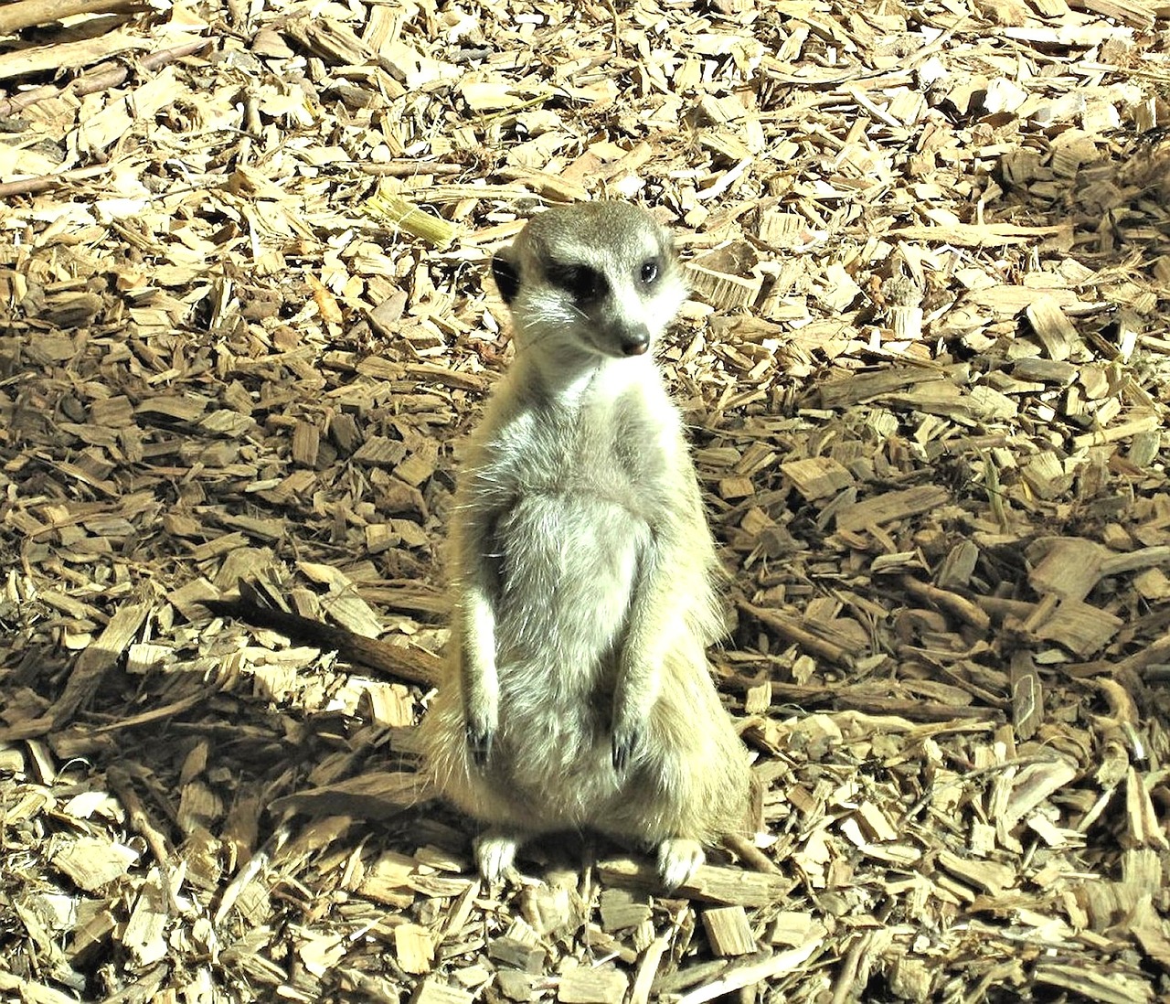 What is a Mongooses,small predators