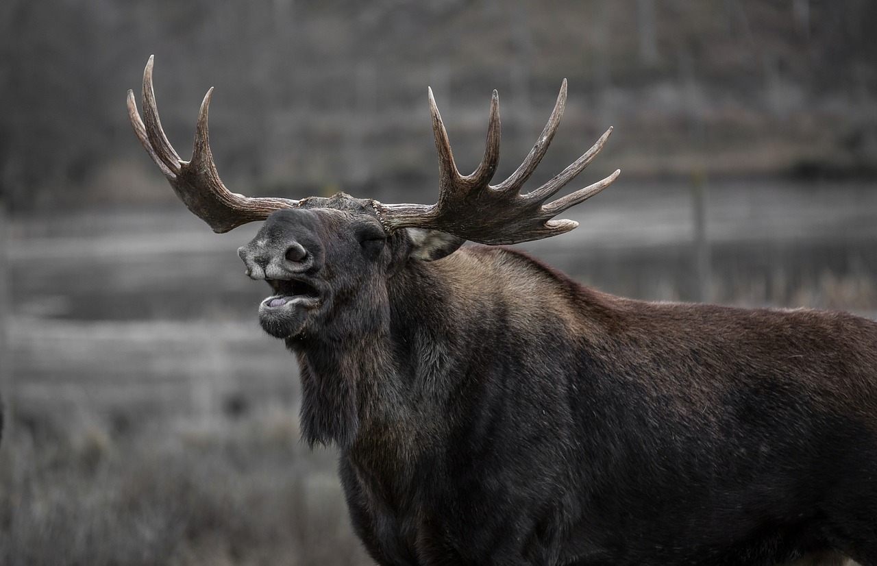 Moose, how tall is a moose hoofed mammals