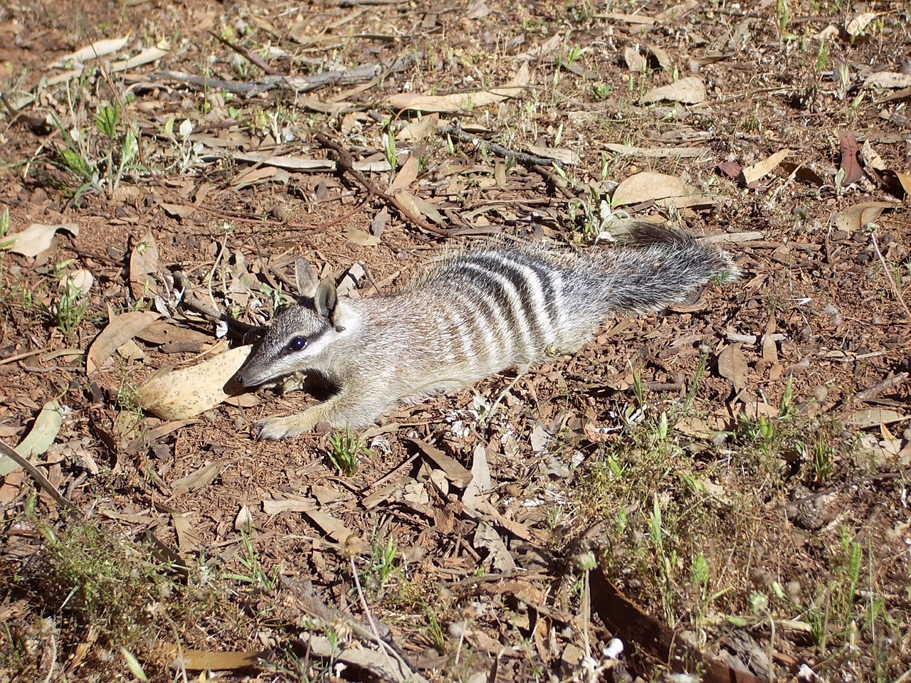 Numbat facts, Numbat,marsupial Rodents