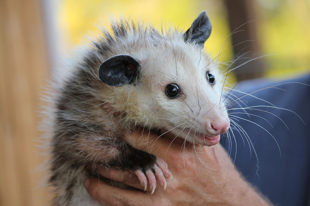 Opossum, Marsupials Rodents,spiny anteaters