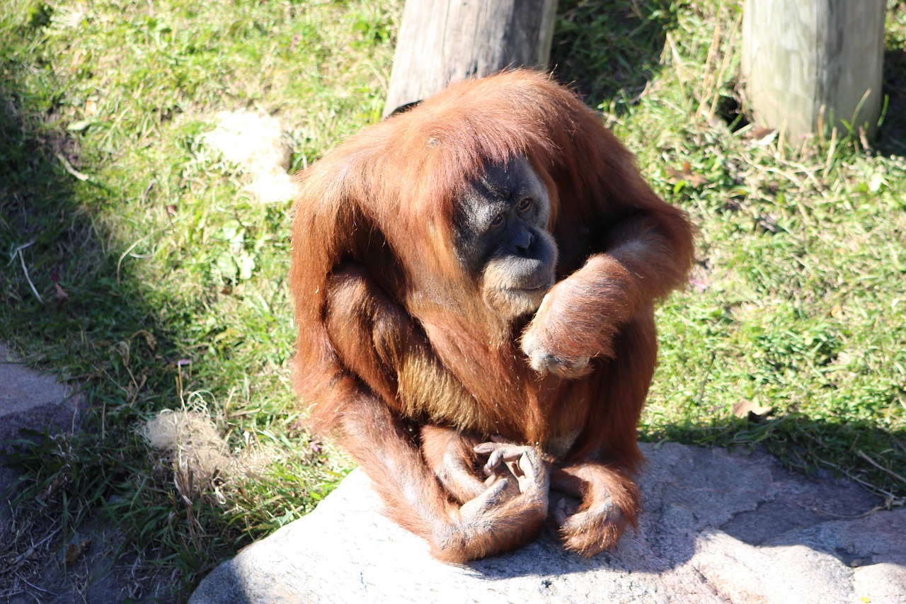 Orangutans, orangutan baby Ape family