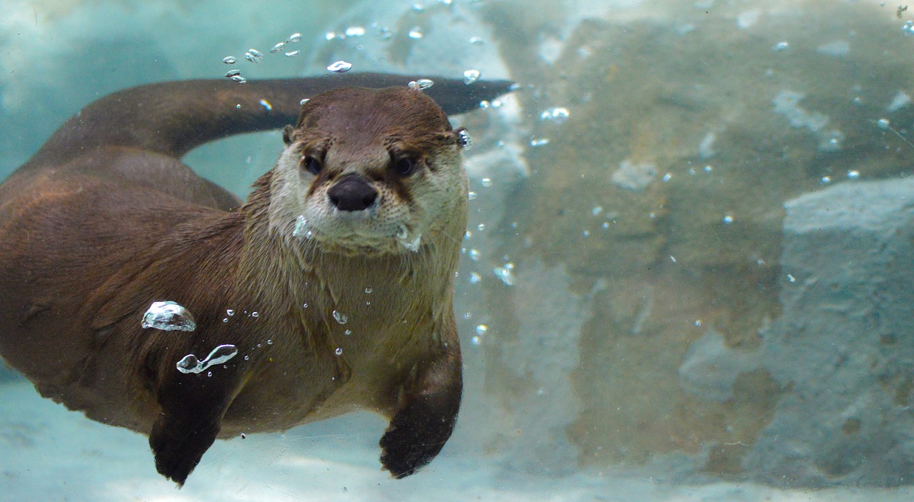 Otter attack,water mammals
