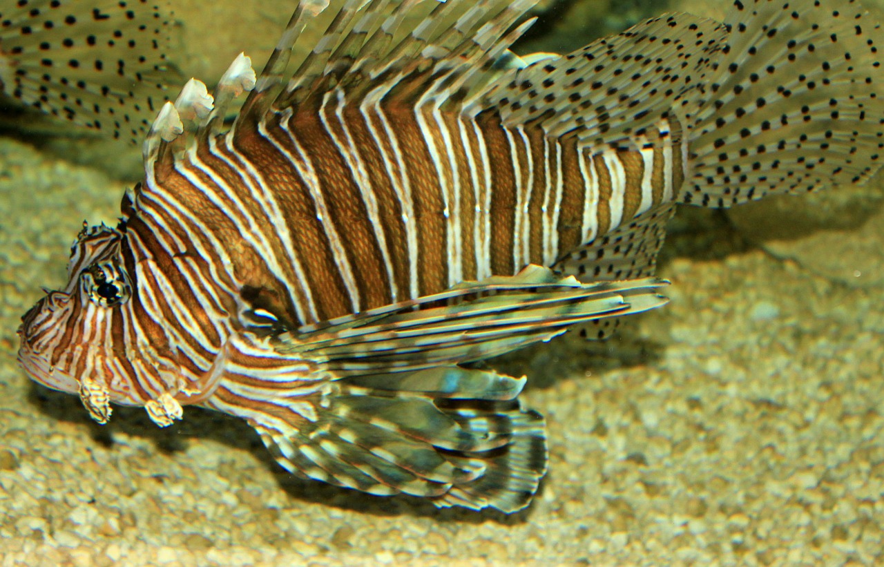 Poisonous Fish,Under sea animals