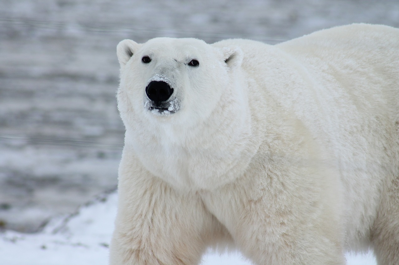 Polar Bear, what do polar bears eat bear family