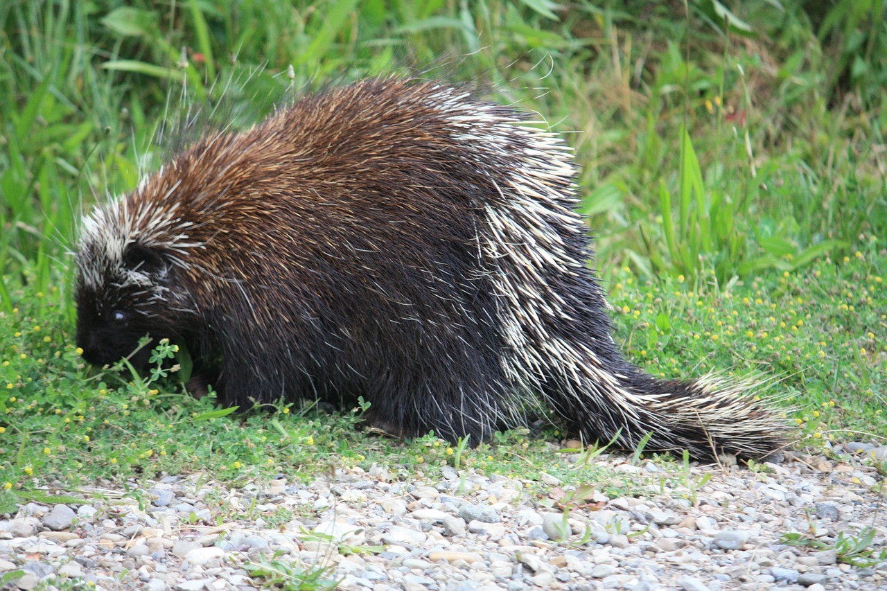 What do Porcupine eat, rodents