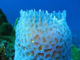 Phylum Porifera, Under Sea Animals | Science Hub 4 Kids