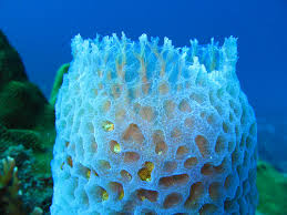 Phylum Porifera, under sea animals