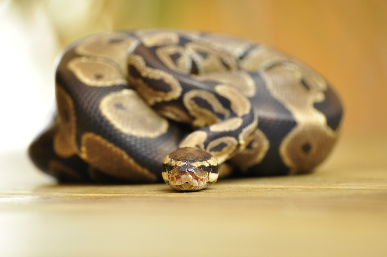 What do pythons eat,reptiles and amphibians, Pythons