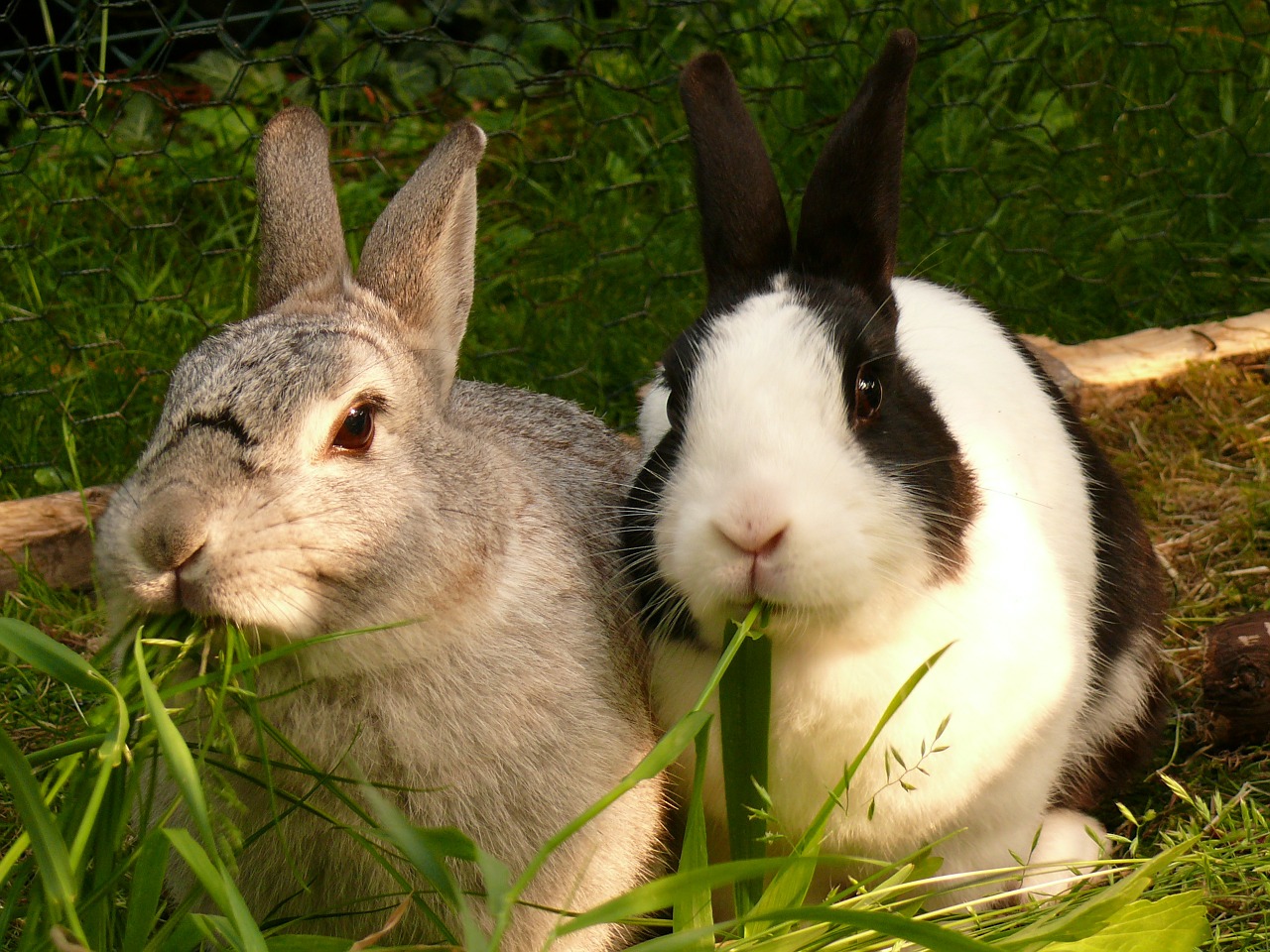 Rabbits,burrowers,all about rabbits