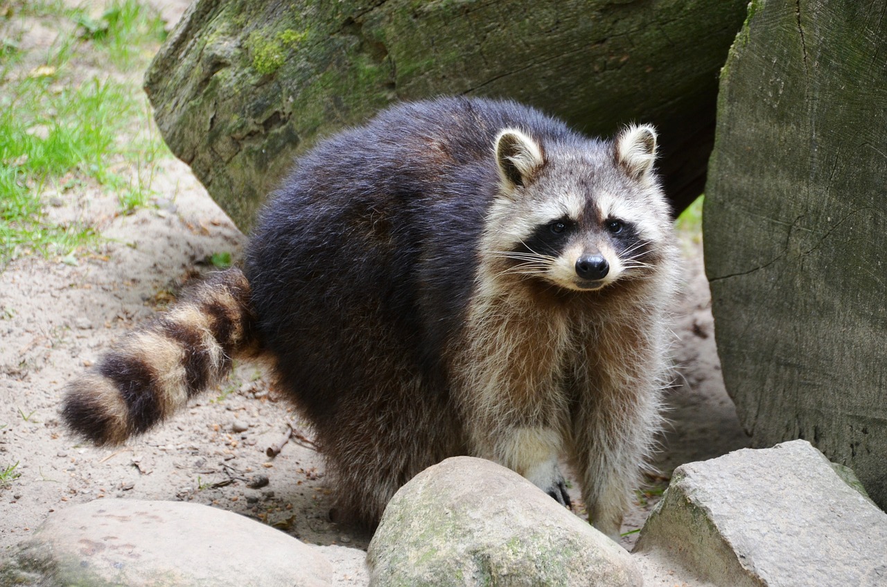 Where do Raccoon live,small predators